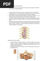 La Medula Espinal y Los Nervios Espinales