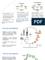 11º BIO - II-2 - Reprodução Sexuada Ciclos de Vida