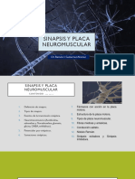 Sinapsis y Placa Neuromuscular (Clase)