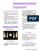 Anatomia Dental - Caninos