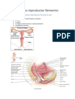 Aparato Reproductor Femenino