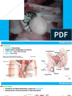14 - Doenças Dos Testículos e Pênis