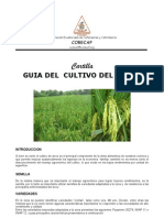 File31 Cartilla Arroz