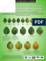 Papaya Ripening - ENG.1