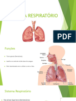 Sistema Respiratório