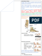 F2C5 - TRAUMATOLOGÍA - Fracturas de Tobillo, Tarso, Calcáneo y Astrágalo.