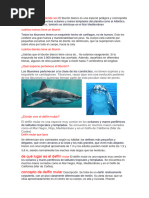 ¿Qué Especie Pertenece El Tiburón?: Los Tiburones Pertenecen A La Clase de Los Condrictios