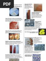 Microbio Lab 6