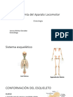 Anatomia Del Aparato Locomotor