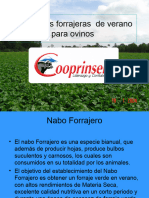 Alternativas Forrajeras para Ovinos