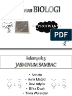 Presentasi Tentang Protista (Mirip Hewan)