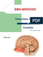 Telencefalo, Diencéfalo e Cerebelo