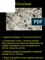 Trichuris