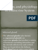 Endocrine System