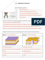 Cell Membrane Structure Feedback