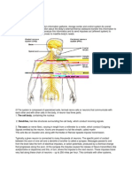 Anatomy and Physiology