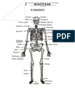 Esqueleto