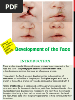 Development of Face