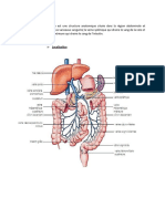 Angiologie Tronc Spléno-Mesaraique