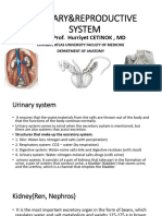 Genitourinary System 22 Eng