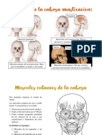 Apuntes Musculos Cara y Cuello