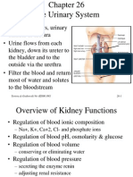 Renal System