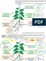 Fiche Synthese Nutrition Vegetaux