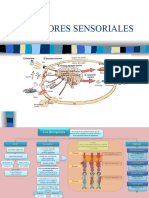 Organos de Los Sentidos (Clase 5)