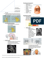 Stomodeum Palate Tongue