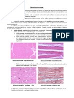 Histologia Tejido Muscular