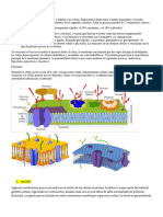 Membrana Plasmatica