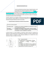 Anatomia Funcional de La Voz. Resumen