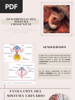 Desarrollo Del Sistema Urinario