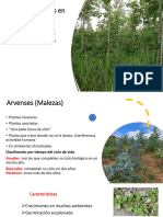 Arvenses en Ambientes Forestales