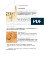 Anatomia Descriptiva