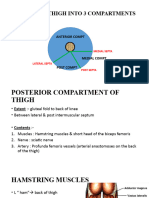 2.post Compt of Thigh