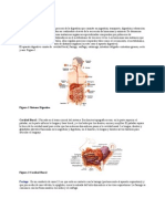 Sistema Digestivo