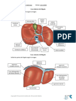 Tarea Hígado