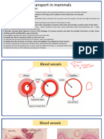 B7.2 Transport in Mammals