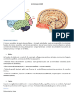 Neuro Anatomia