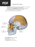 Anatomã - A Prã - Ctica Parcial 1