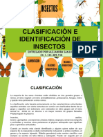 Clasificacion y Identificacion de Insectos