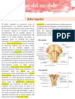Tronco Del Encéfalo
