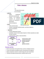 (Histologia) Pele e Anexos