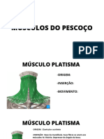 Músculos Do Pescoço