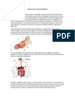 Informe Sobre El Aparato Digestivo