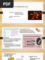 Escherichia Coli