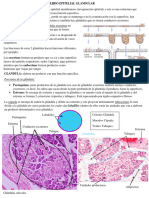 Tejido Glandular Resumen