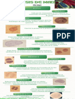 (Zea Mays) : Profase