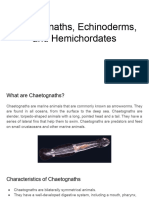 Chaetognaths, Echinoderms, and Hemichordates